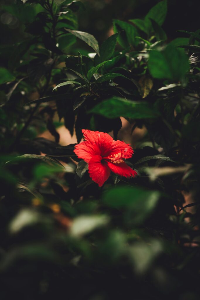 A striking red hibiscus bloom stands out amidst lush green foliage, showcasing nature's vibrant beauty.
