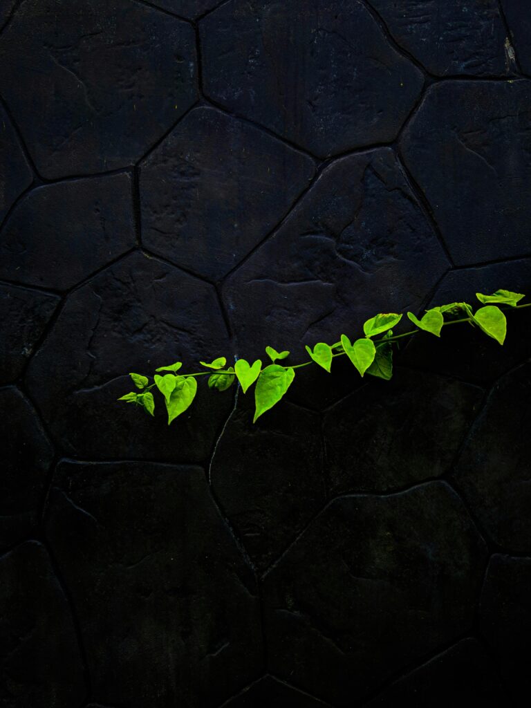 Fragile bright green leaves on plant stem against black stone wall in studio